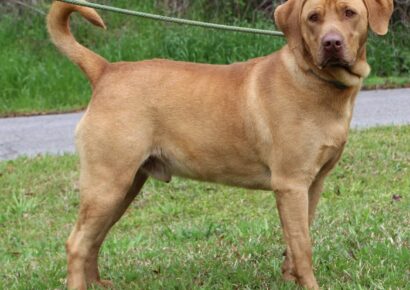 Big, Beautiful Ben is Waiting for a home at Prattville Autauga Humane Shelter!