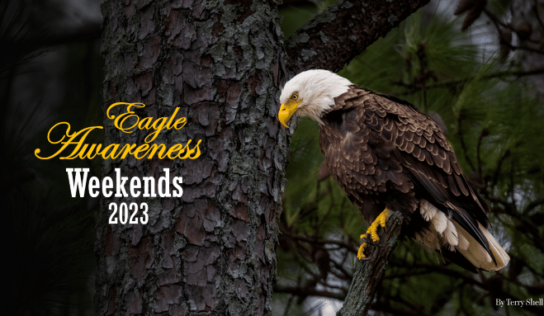 Eagle Awareness Weekend begins today at Lake Guntersville State Park