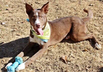 HSEC Pet of the Week is Franklin! High Energy, loves people, needs Active Owner and Running Buddy