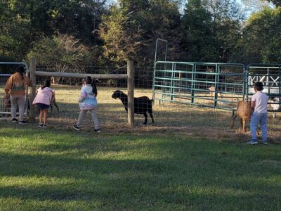 Pet Goats Shot, Killed in Butler County; CrimeStoppers Offers Reward