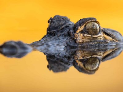 Winners of the 2023 Outdoor Alabama Photo Contest Announced