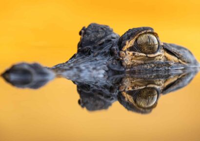 Winners of the 2023 Outdoor Alabama Photo Contest Announced