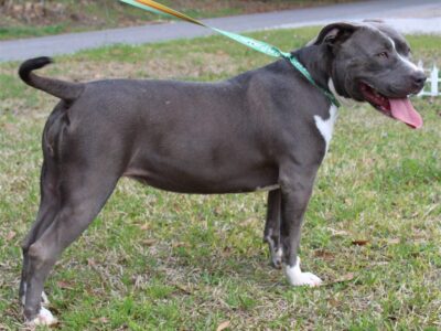 <strong>Meet Teagan! She is the PAHS Pet of the Week and needs a Family</strong>