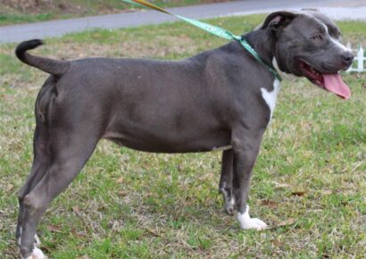 <strong>Meet Teagan! She is the PAHS Pet of the Week and needs a Family</strong>