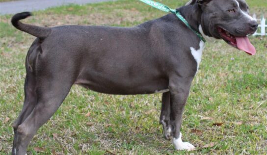 <strong>Meet Teagan! She is the PAHS Pet of the Week and needs a Family</strong>