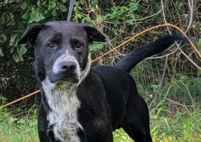 <strong>With an Awesome Personality, Vinny is at HSEC Shelter awaiting New Family</strong>