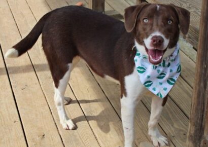 Elmore County Pet of the Week is Cherokee