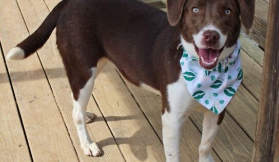 Elmore County Pet of the Week is Cherokee