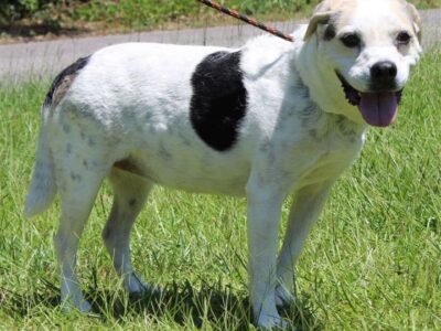 PAHS: <strong>Beatrice is a ‘Golden Girl’ waiting on the Perfect Family</strong>