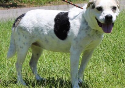 PAHS: <strong>Beatrice is a ‘Golden Girl’ waiting on the Perfect Family</strong>