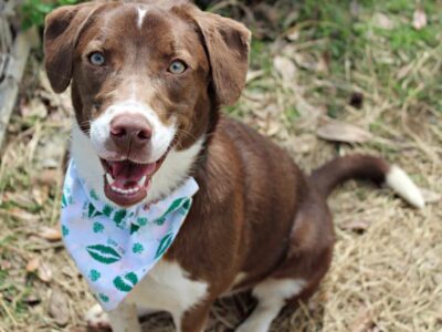 HSEC Pet of the Week: Meet Cherokee! Loves Children and other Dogs, needs High-Energy owner