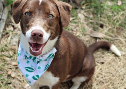 HSEC Pet of the Week: Meet Cherokee! Loves Children and other Dogs, needs High-Energy owner