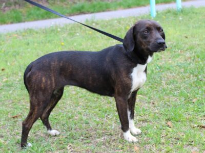 <strong>Missy is PAHS’s Pet of the Week; Affectionate and Friendly, Good with Dogs and Children</strong>