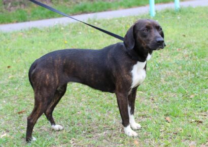 <strong>Missy is PAHS’s Pet of the Week; Affectionate and Friendly, Good with Dogs and Children</strong>