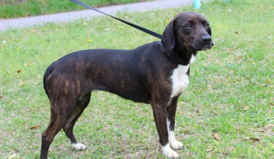 <strong>Missy is PAHS’s Pet of the Week; Affectionate and Friendly, Good with Dogs and Children</strong>