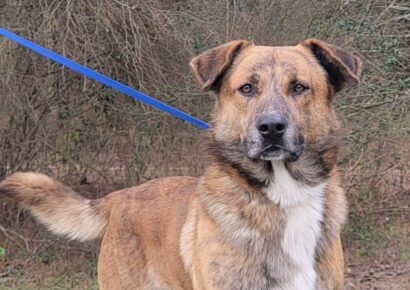 <strong>Beautiful Harvey is a Big Boy, but Super Nice and Laid Back</strong>