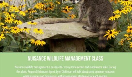 Elmore County Extension: Nuisance Wildlife Management info coming March 22; Register today