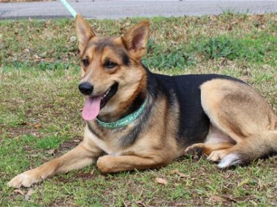 PAHS Pet of the Week is Fred; Adoption Event, Open House coming March 18