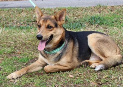 PAHS Pet of the Week is Fred; Adoption Event, Open House coming March 18