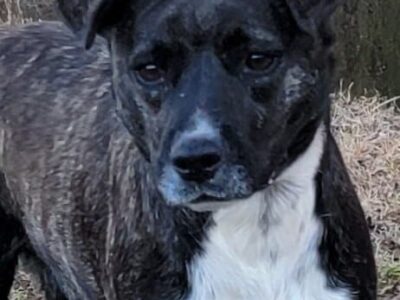 HSEC Pet of the Week is Cola; Very Sweet, loves Attention