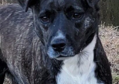 HSEC Pet of the Week is Cola; Very Sweet, loves Attention