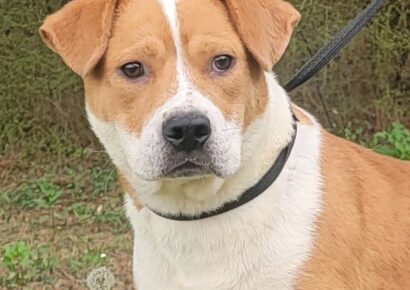 HSEC Pet of the Week is Simone; An old soul, she is a Cuddle Bug