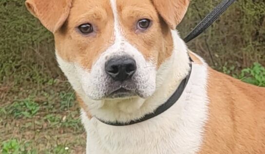 HSEC Pet of the Week is Simone; An old soul, she is a Cuddle Bug