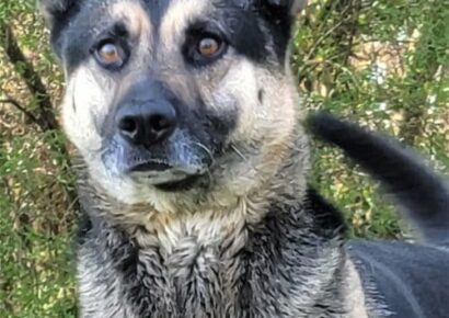 HSEC Pet of the Week: Meet Bear! Great with Dogs, Cats and Children