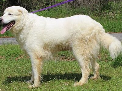 PAHS Pet of the Week is Hailey; Great Pyrenees has been Spayed