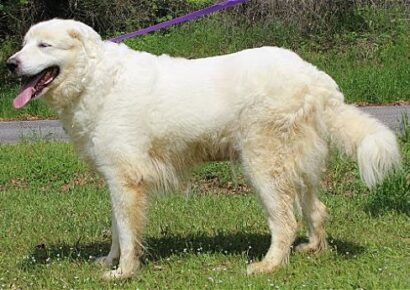PAHS Pet of the Week is Hailey; Great Pyrenees has been Spayed