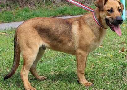 Iron Man is PAHS Pet of the Week; A Perfect Gentleman