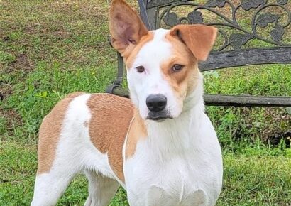 HSEC Pet of the Week: Katie is Super Sweet, Good with Dogs and Cats