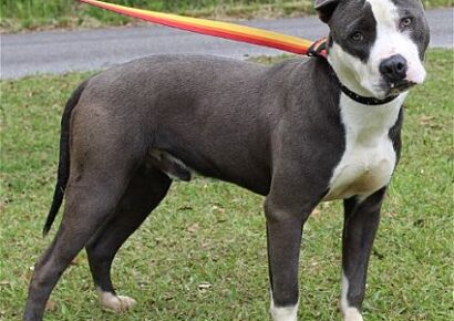 PAHS Pet of the Week: Meet Prince! Calm, Sweet and Well-Behaved