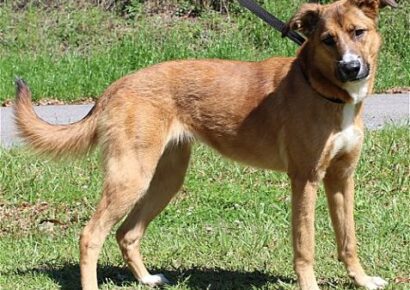 PAHS Pet of the Week: Affectionate Girl is well Behaved and Needs a Family to love