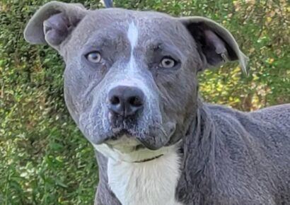 HSEC Pet of the Week is Diamond; Great with All Dogs, Housetrained