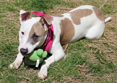 HSEC Pet of the Week: Meet Wonder! Super Sweet and Loving