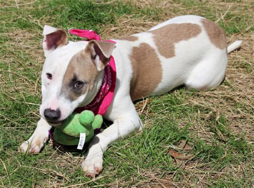 HSEC Pet of the Week: Meet Wonder! Super Sweet and Loving