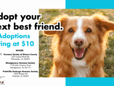 Animal Adoption Events this Saturday!
