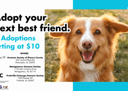 Animal Adoption Events this Saturday!