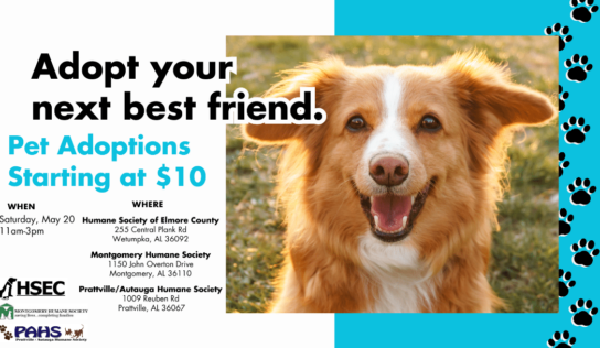 Animal Adoption Events this Saturday!