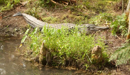Apply for an Alligator Harvest Permit Starting June 6