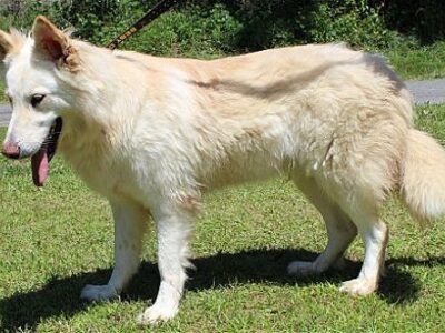 PAHS: ‘Bunny’ in Need of Foster Family as she Recovers from Heart Worms