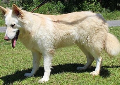 PAHS: ‘Bunny’ in Need of Foster Family as she Recovers from Heart Worms