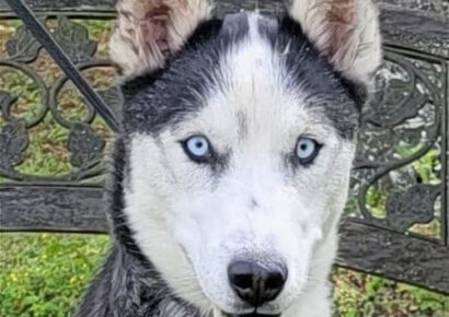 HSEC Pet of the Week: Meet Celeste! Active Gal that Loves Toys