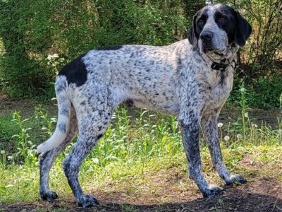 HSEC Pet of the Week: Meet Dice! Bluetick Coonhound is Crate, House-trained