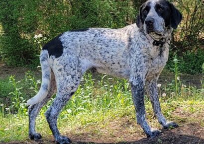 HSEC Pet of the Week: Meet Dice! Bluetick Coonhound is Crate, House-trained
