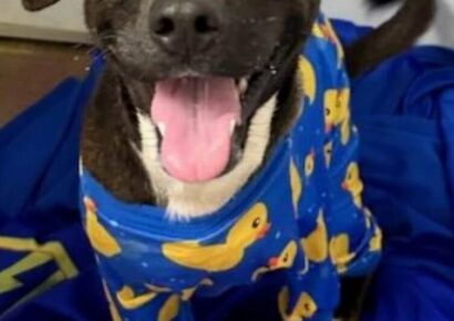 HSEC Pet of the Week: Mercy had Horrible Injury but remains Active, Agile