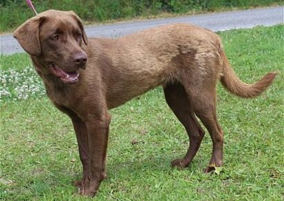 PAHS Pet of the Week is Riley! Well behaved and a Great Family Dog