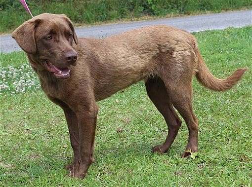 PAHS Pet of the Week is Riley! Well behaved and a Great Family Dog