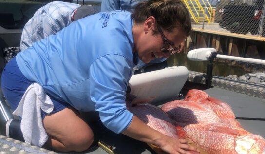 Ahead of Red Snapper Season: NOAA Fisheries and Partners Announce Improvements to Recreational Fishing Data Collection